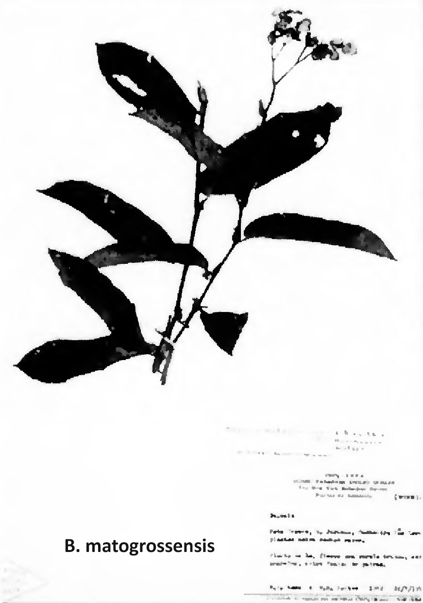 B. matogrossensis